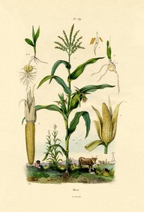 Maize by French School
